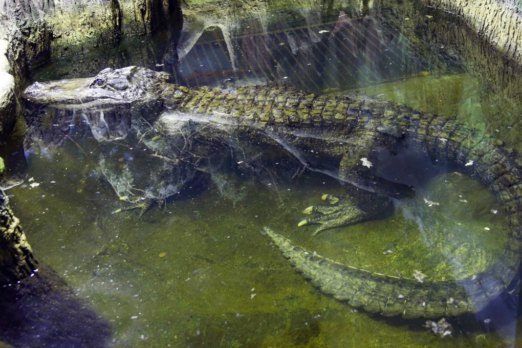 The alligator, named Saturn, swims in water at the Moscow Zoo. Photo: AP Photo