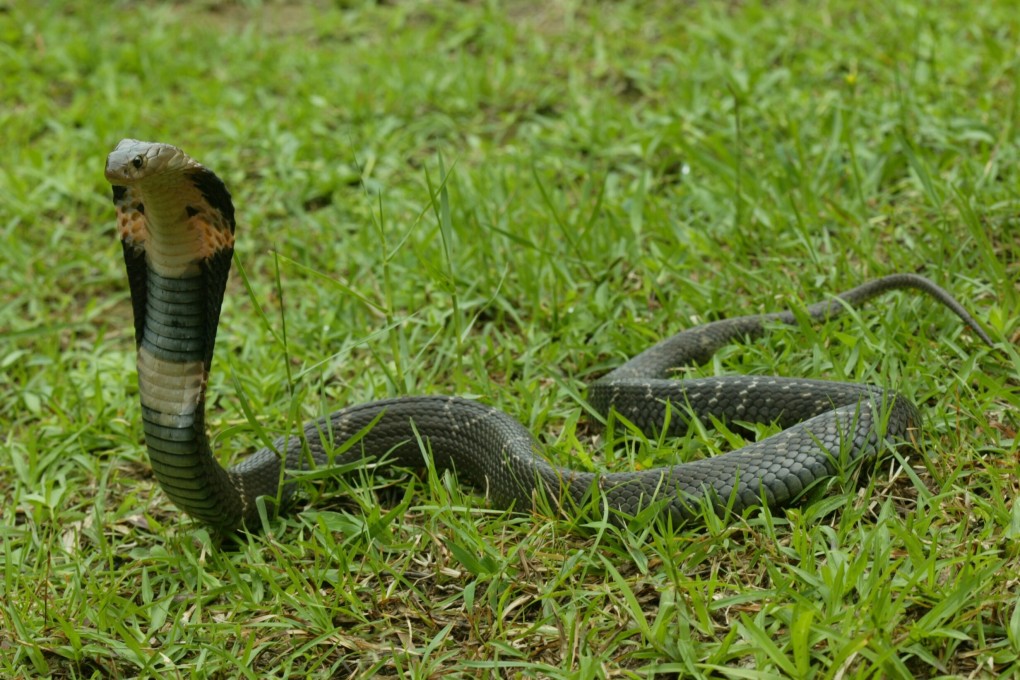 Sooraj obtained a cobra from a snake handler and threw the animal at his sleeping wife, police claim. Photo: Handout
