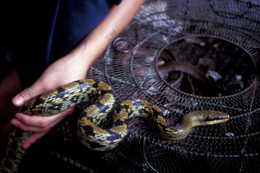 A Chinese legislator has called for the law to protect all wild animals. Photo: Shutterstock