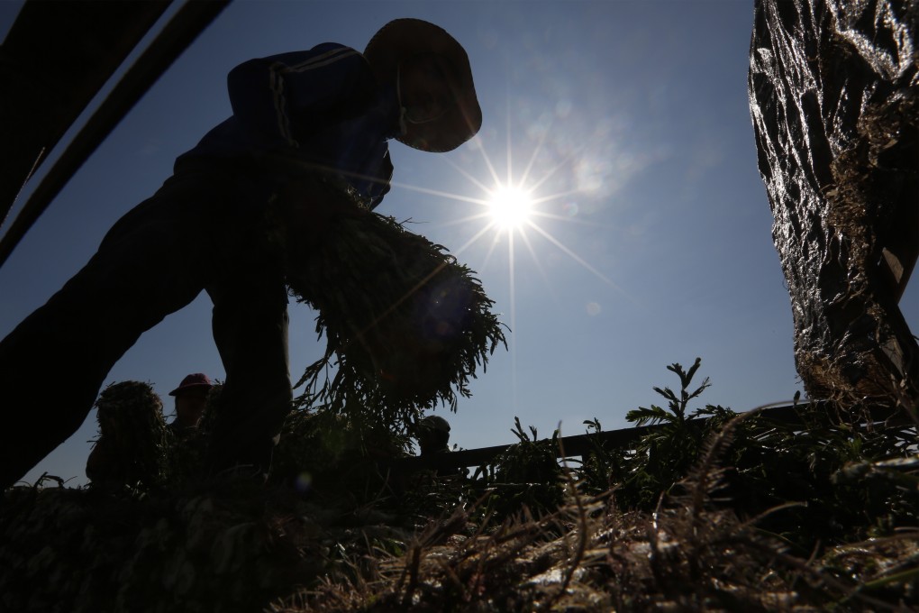 A Cambodian man stacks crops at a farm on the outskirts of Phnom Penh in May. Photo: EPA