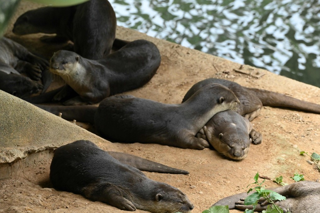 Smooth-coated otters rest along a canal in Singapore. Photo: AFP