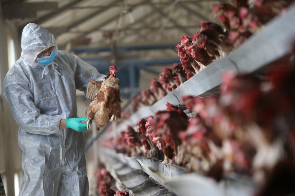 A quarantine researcher checks a chicken at a farm in Xiangyang, Hubei province, China in 2017. Photo: Reuters