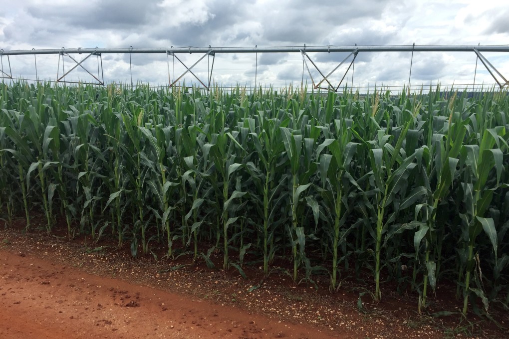 Brazilian exporters expected to take full advantage of the safeguard lapse, which will see the tariff for foreign sugar shipments to China above the annual quota level reduced. Photo: Reuters