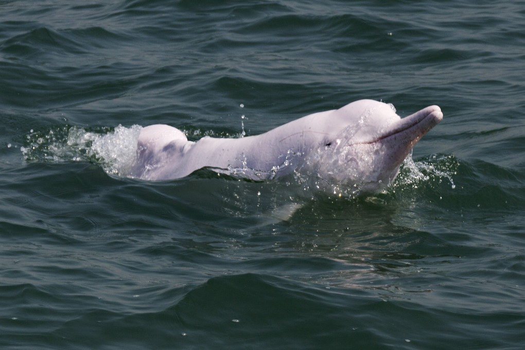 The number of dolphins in Hong Kong has fallen by 80 per cent over the past 15 years. Photo: Handout