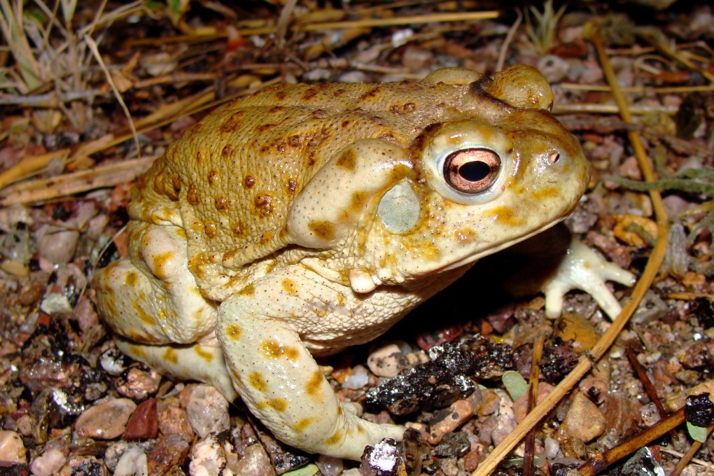 The rare species of toad secretes venom. Photo: Shutterstock