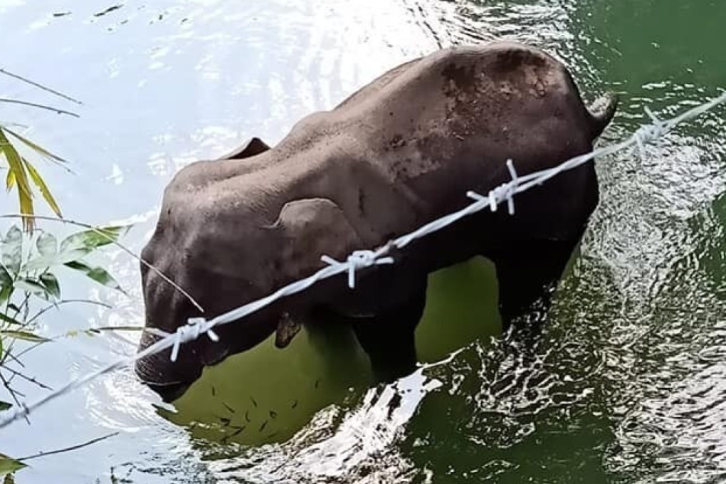 The elephant died standing in a river while trying to soothe its wounds. Photo: Facebook