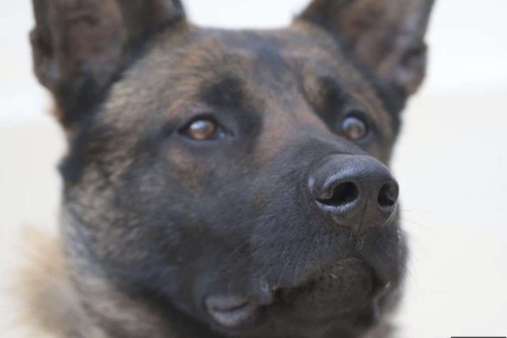 The Malinois shepherd dogs put in near flawless performances in the coronavirus sniffing test. Photo: Handout