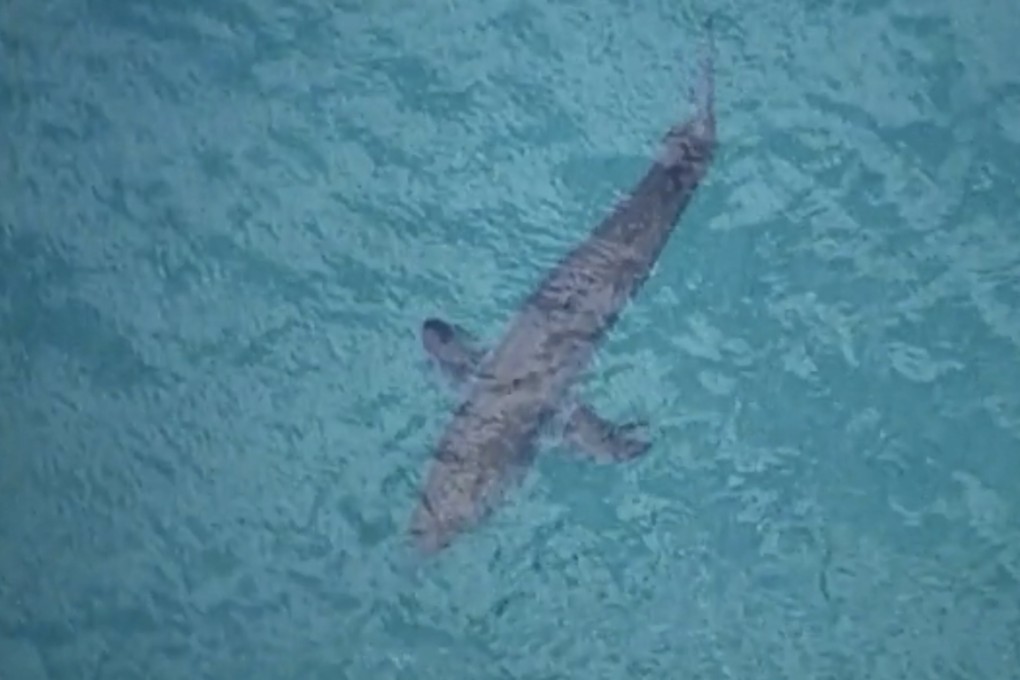 A shark swims along the coast of Kingscliff, New South Wales, on June 7, 2020. Photo: ABC via AP