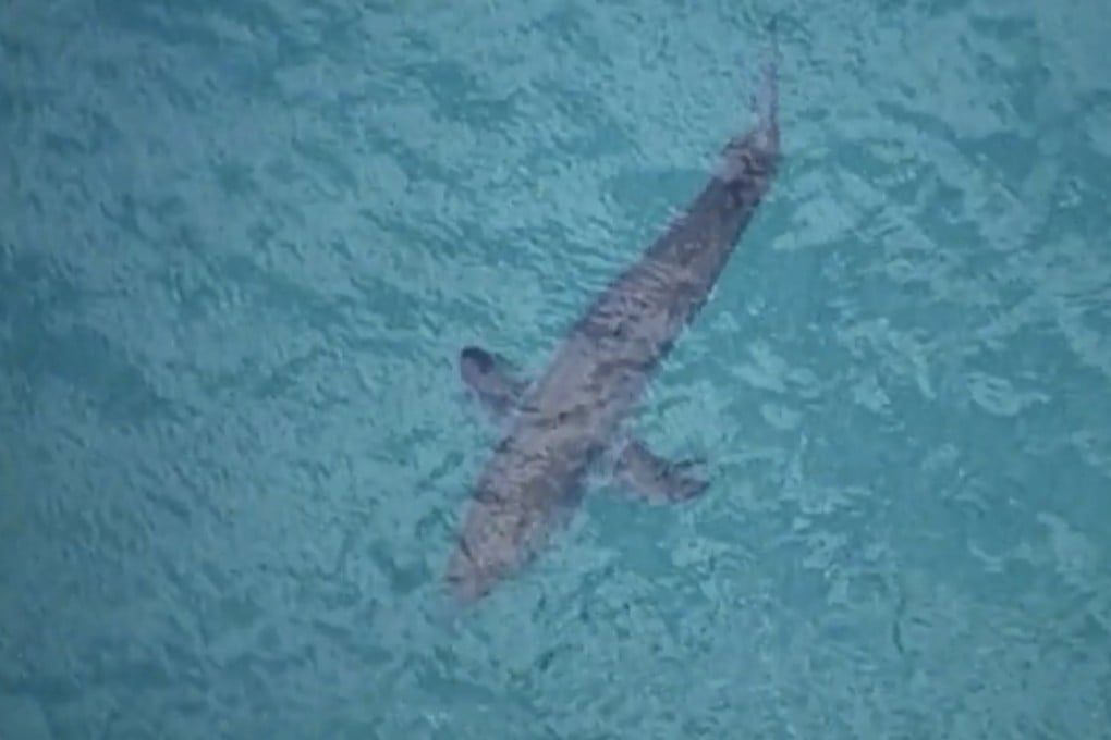 A shark swims along the coast of Kingscliff, New South Wales, on June 7, 2020. Photo: ABC via AP