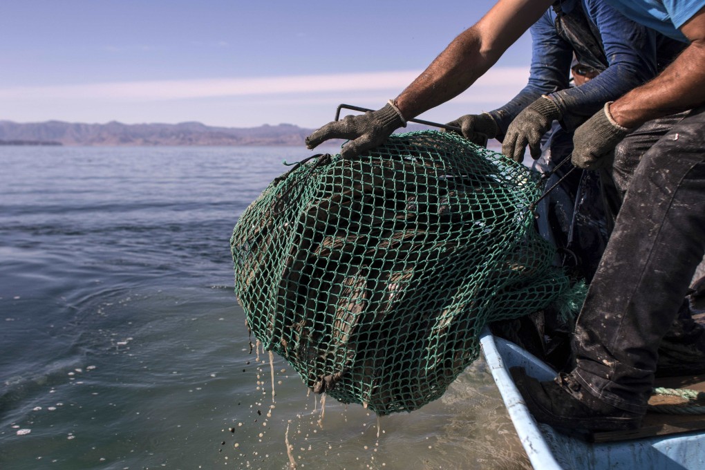 Customs officers belive the fish were caught in the Gulf of California off the coast of Mexico. Photo: AFP