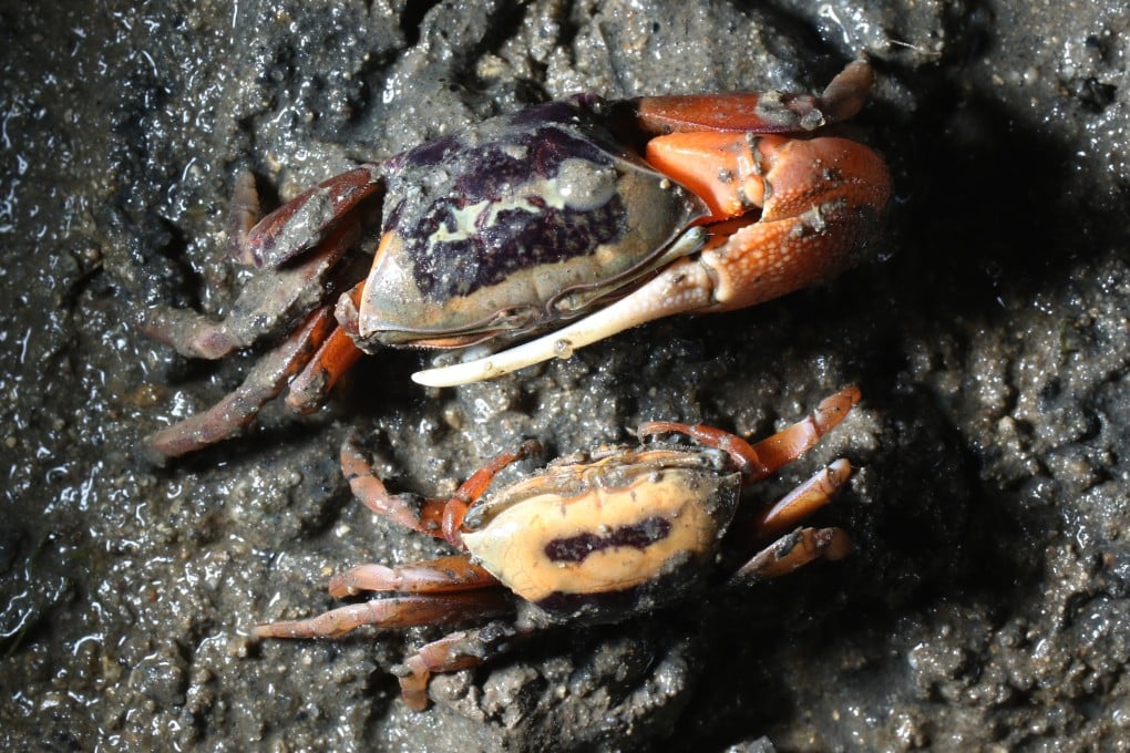 A male fiddler crab (top) courts a female. Fiddler crabs are dubbed the “ecosystem engineers” of mangroves in Hong Kong as they help the plants breathe by digging holes in the mud. Photo: SCMP