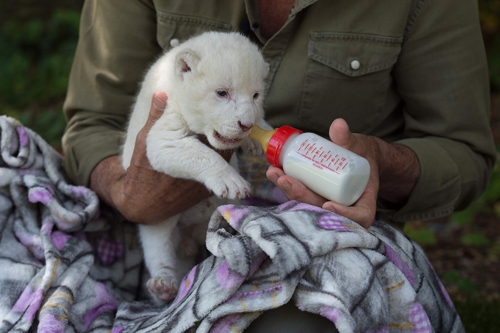 White King is fed milk from a bottle at the Guillena World Park Reserve in Seville on Wednesday. Photo: AFP
