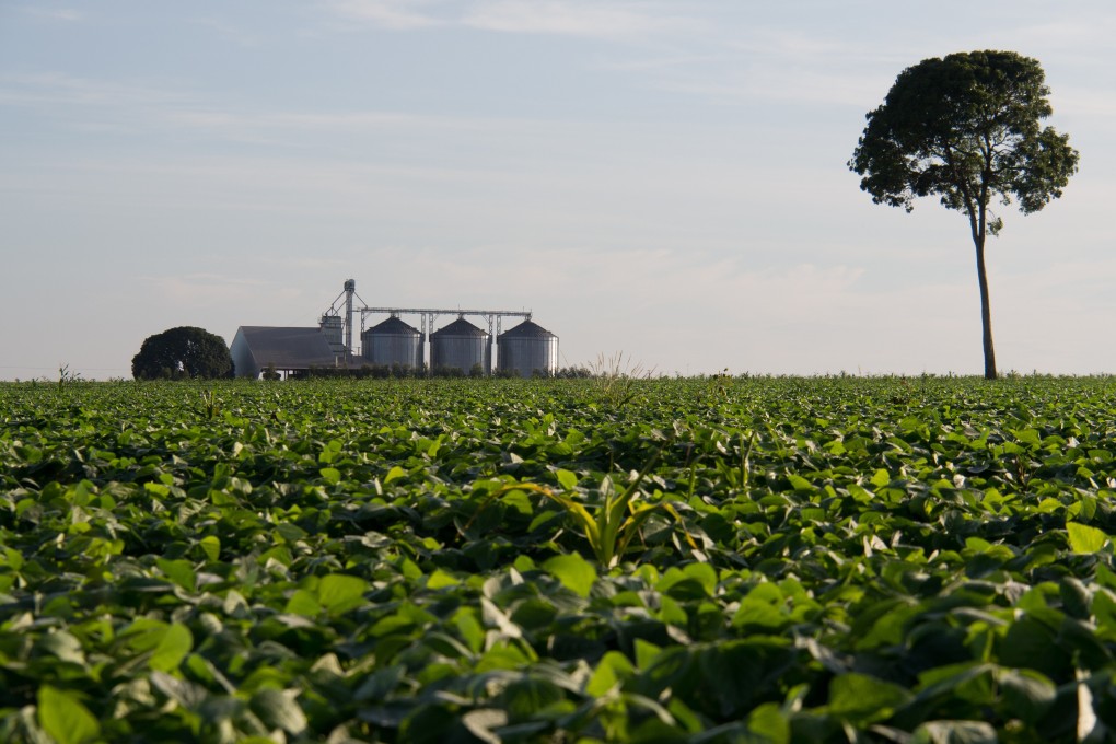 A soy field in Brazil. Photo: Heriberto Araujo