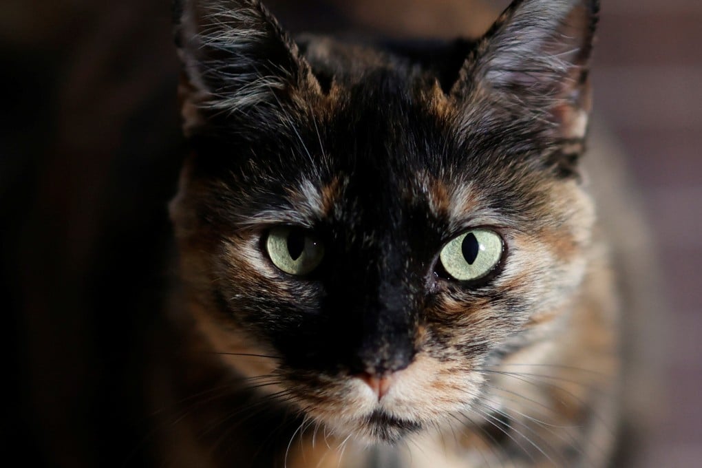 Chinese researchers have reported positive results of a cat medication in coronavirus lab tests. Photo: Reuters