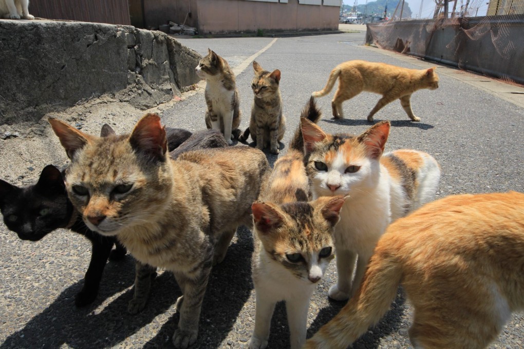 Cats on Umashima Island, Kitakyushu, Fukuoka. The island became a popular tourist destination for its large number of cats. But the numbers fell dramatically in recent years as many were poisoned. Photo: Facebook