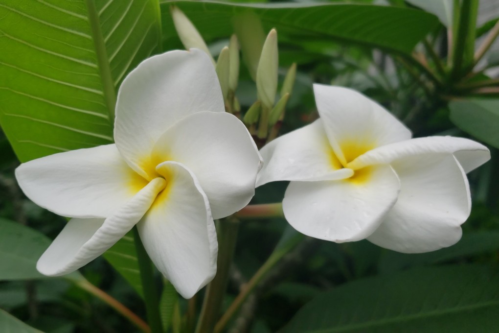 The first flowers of the year on a double white frangipani, outside writer Jason Wordie's study at Shek Kong. Photo: Jason Wordie