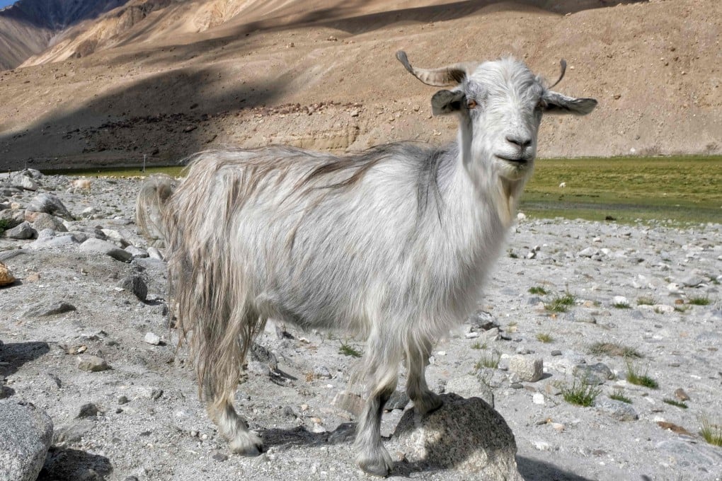 A pashmina goat seen near Durbuk village between Chang La mountain pass and Tangste in Ladakh. File photo: AFP