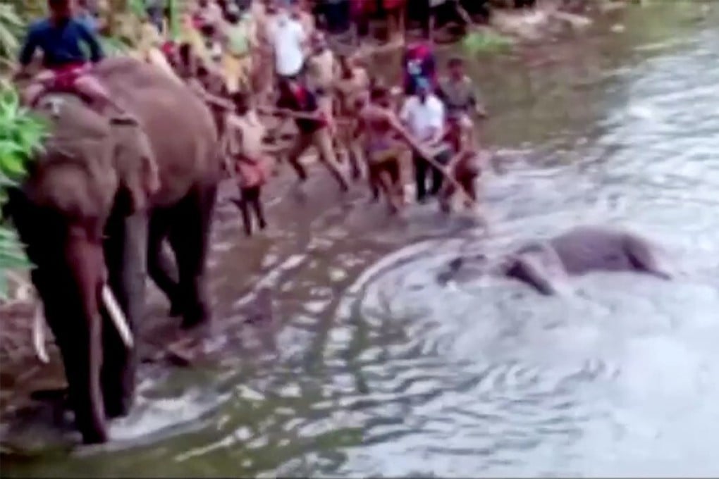 People pull the body of a dead pregnant elephant out of the water, after it bit a firecracker-stuffed pineapple, in Kerala, India. Photo: Reuters
