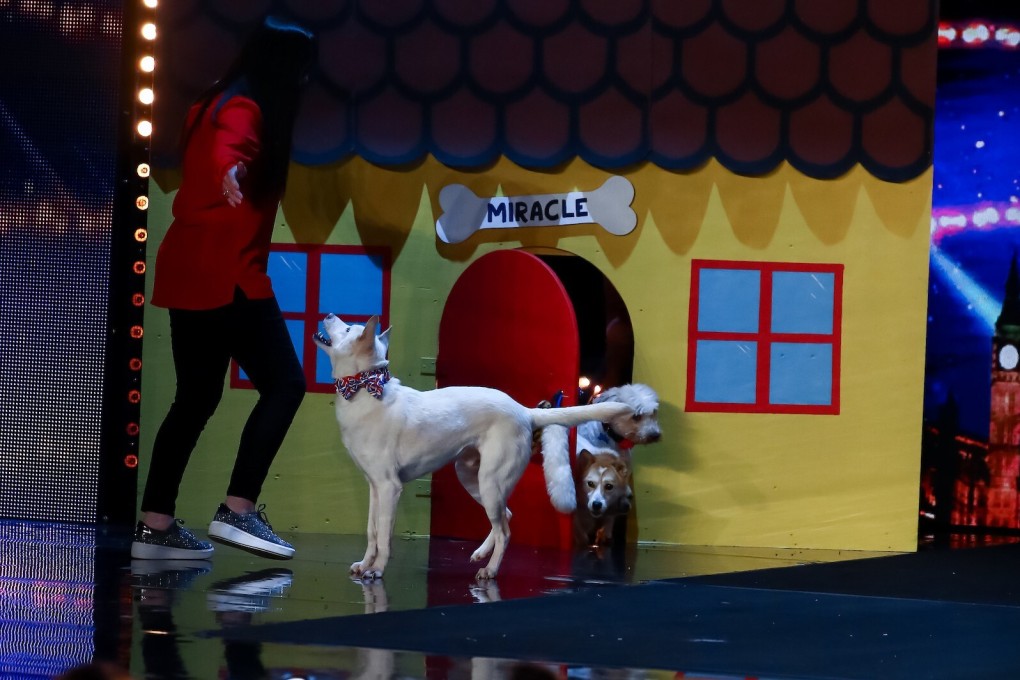 Miracle, a dog Scot Amanda Leask rescued from a truck carrying 1,000 dogs from Thailand for consumption in Vietnam, performs on Britain’s Got Talent. Their appearance on the show raised awareness of the upcoming Yulin Dog Meat Festival in China. Photo: Dymond, Thames, Syco, ITV