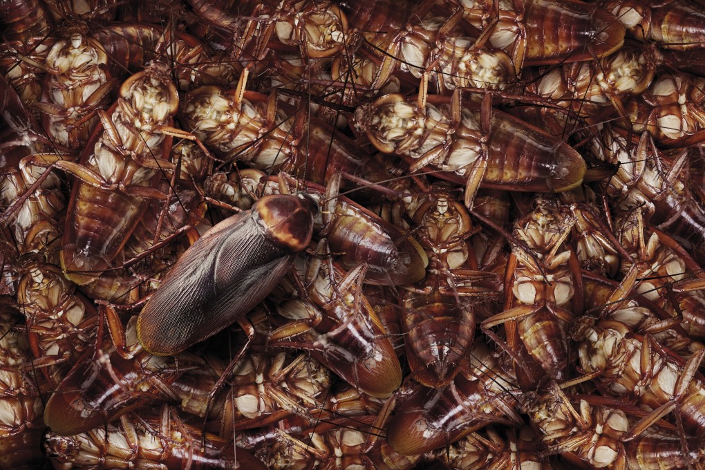 Cockroaches were sent a couple who published an e-commerce newsletter that eBay deemed critical of the company. Photo: Shutterstock