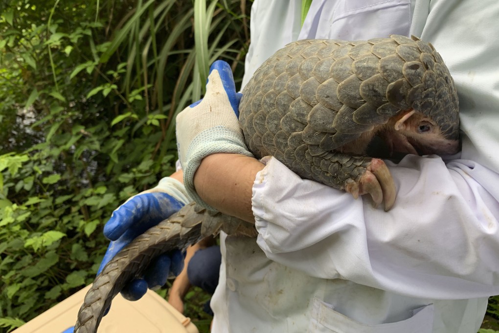 The pangolin, nicknamed Lijin, was released into the wild in Zhejiang province. Photo: AP