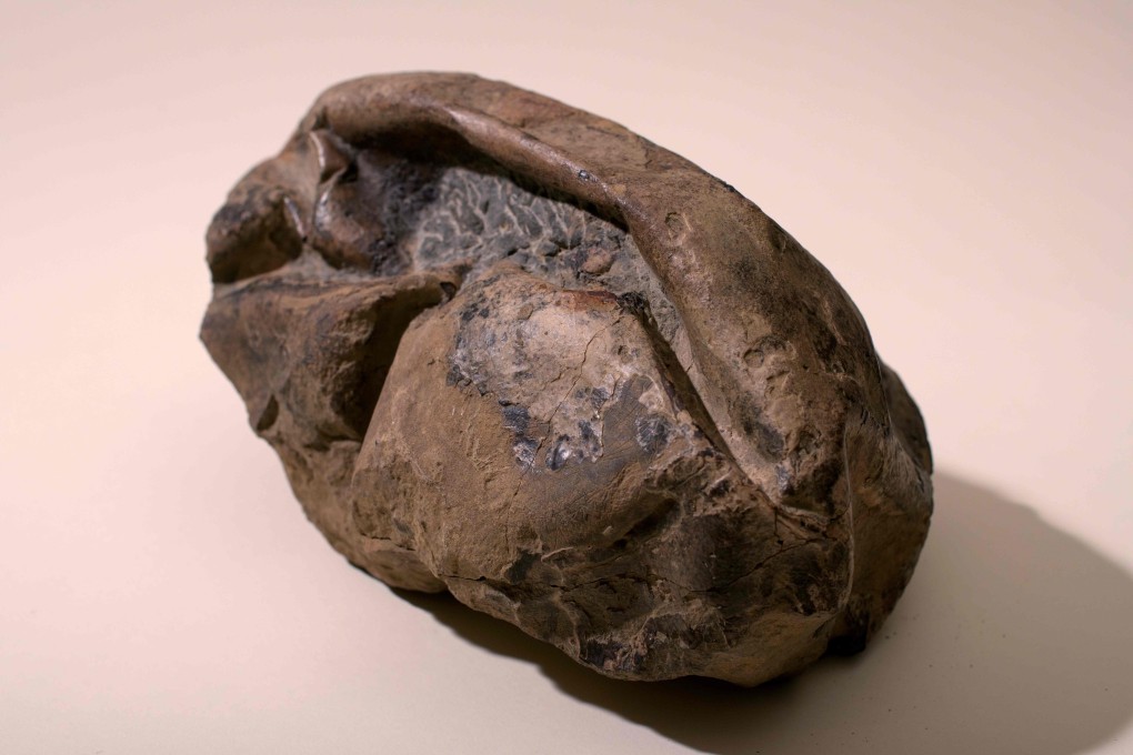 The egg, found in Antarctica, was laid some 68 million years ago. Photo: Chilean National Museum of Natural History / AFP