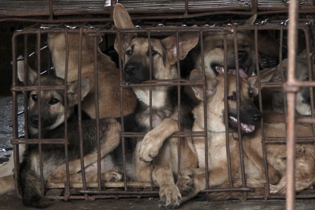 Caged dogs are a feature of the Yulin dog meat festival. Photo: Handout