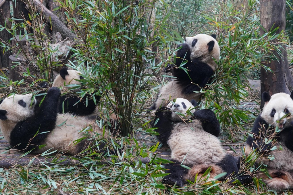 Chinese and American experts had completed the preliminary design of a research centre for protecting the giant panda in June, 1980. Photo: Xinhua