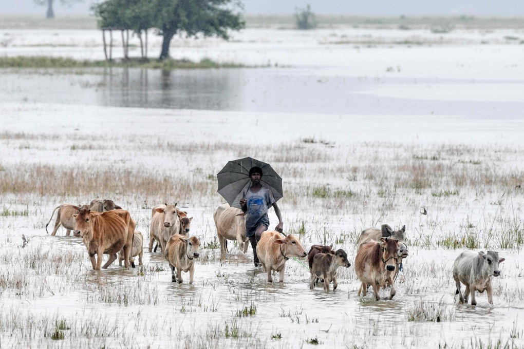 A villager walks with his cattle through floodwaters in Assam, India, north of Bangladesh, which is now at severe risk of flooding. Photo: AFP