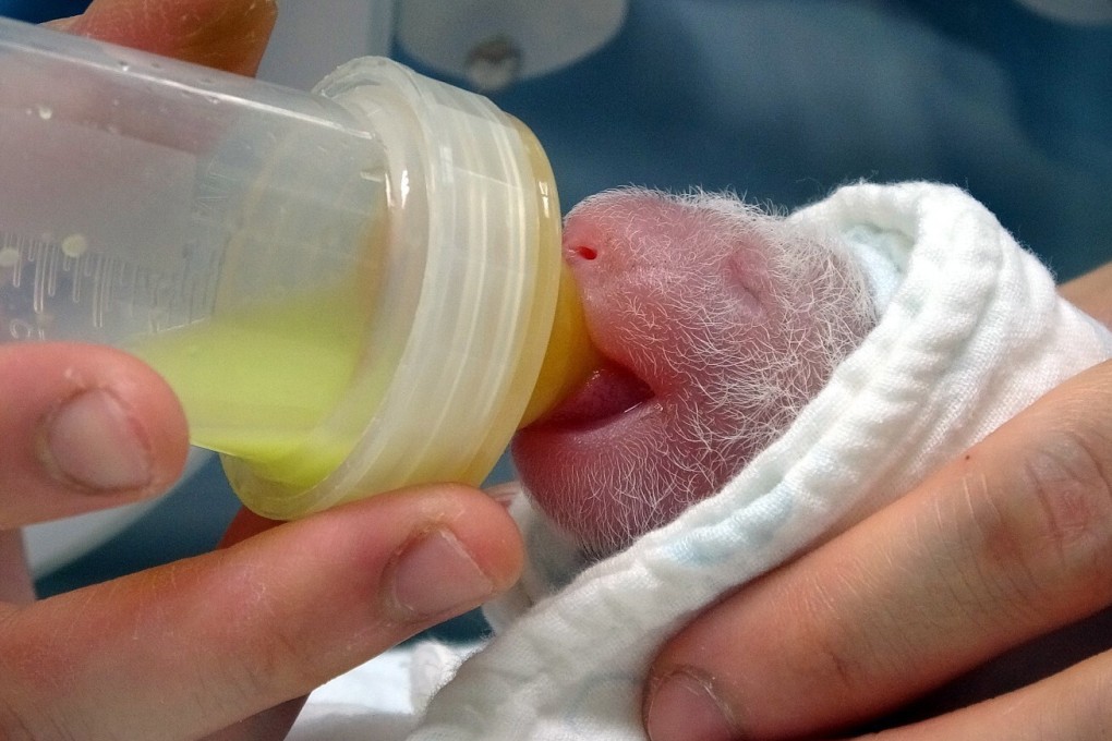 A zookeeper feeds milk to a panda cub born at Taipei Zoo in Taipei, Taiwan, on June 28, 2020. The female cub is giant panda Yuan Yuan's second baby born at Taipei Zoo through artificial insemination. Photo: EPA-EFE