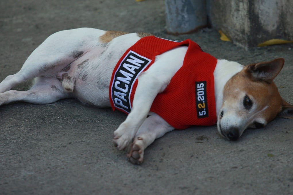 Pacman, Manny Pacquiao’s 14-year-old dog, was critically injured during a freak accident at the weekend. Photo: Jeoffrey Maitem/Getty Images