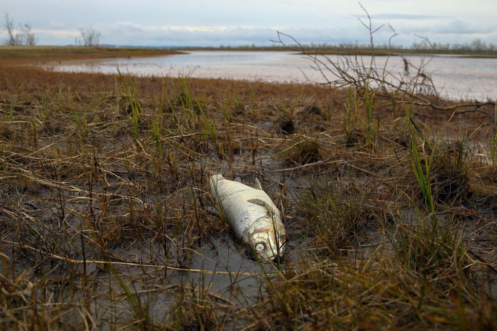 A dead fish is seen on the shore of the Ambarnaya River outside Norilsk. Photo: AFP