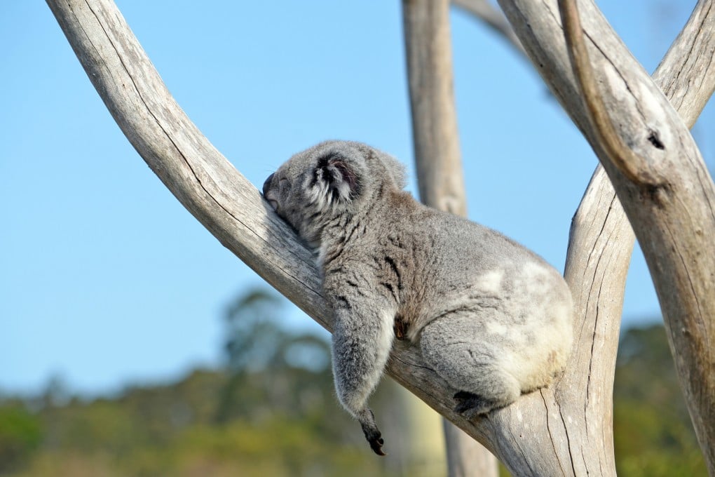 A koala sleeping in a gum tree. Photo: Shutterstock