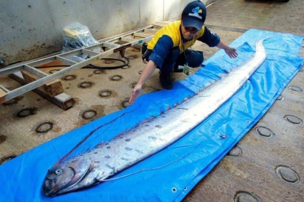 Ominous: an oarfish. File photo