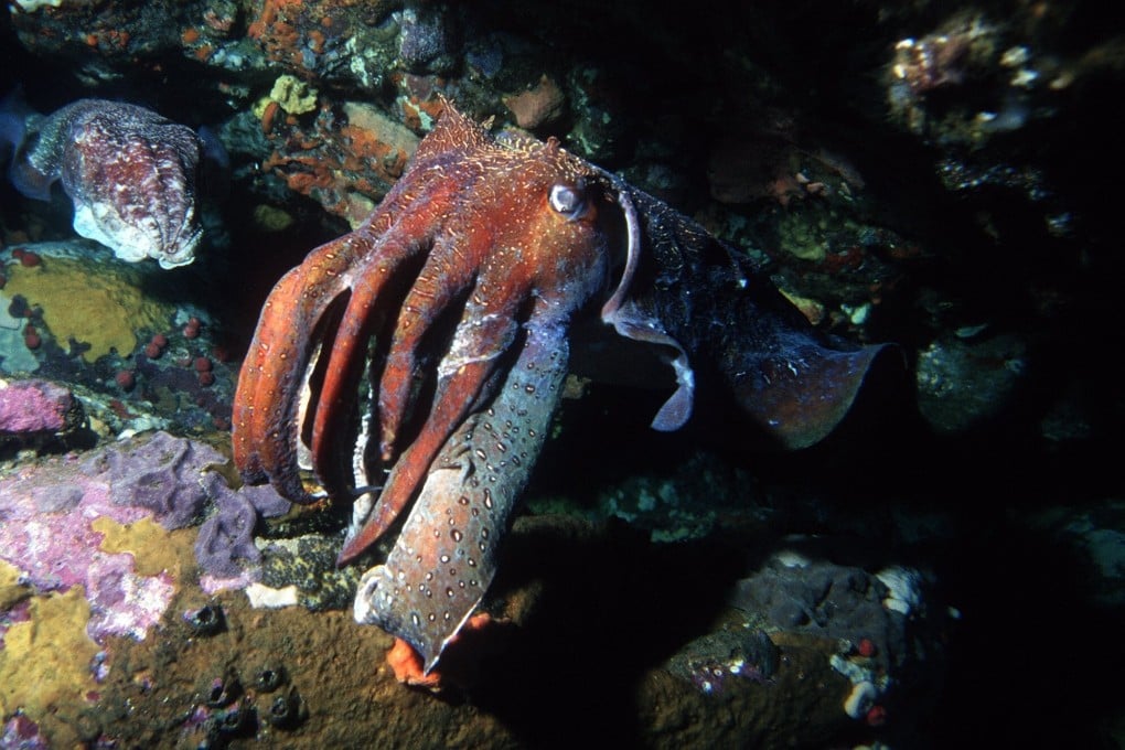 The man had been trying to catch cuttlefish when his boat ran into trouble. Photo: AP