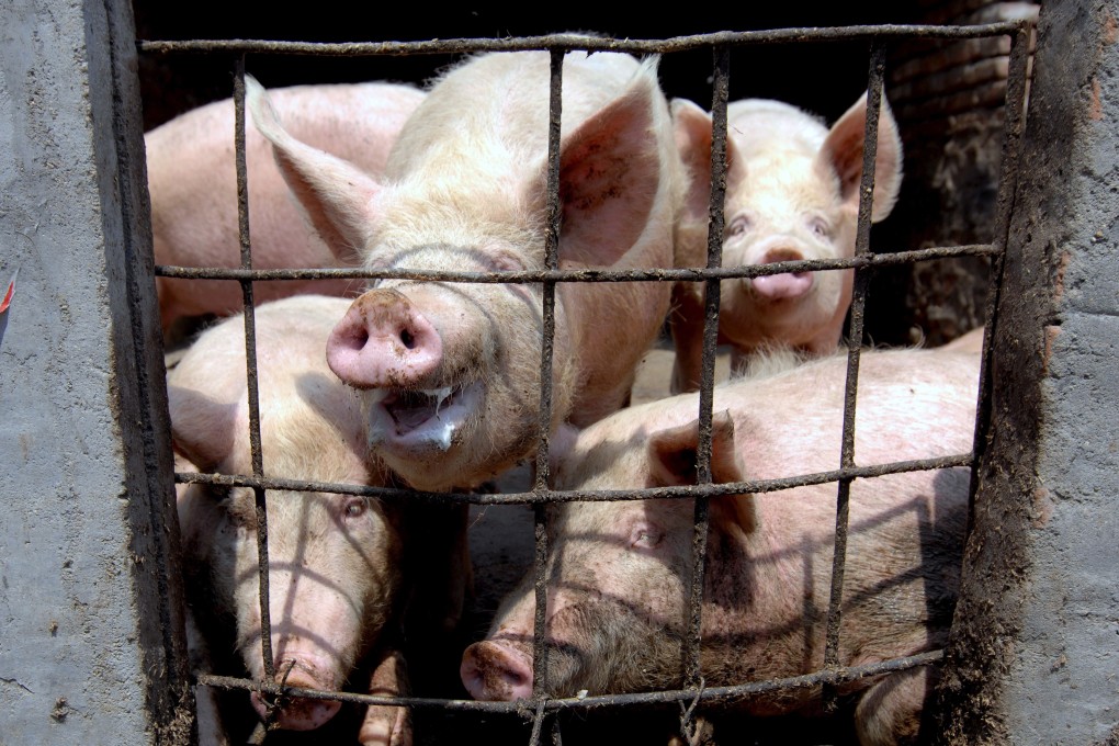 A US study has found that the new coronavirus can live for days on pig skin, which is similar to human skin. Photo: EPA-EFE