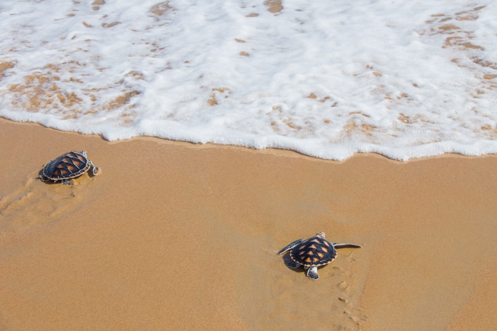 Hawksbill sea turtles on a beach in Thailand. Photo: Shutterstock