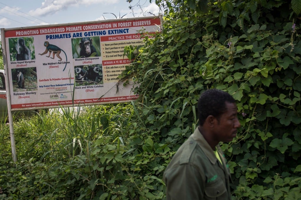 A forest warden walks in front of a billboard that promotes the conservation of primates in Ghana’s forest reserves. File photo: AFP