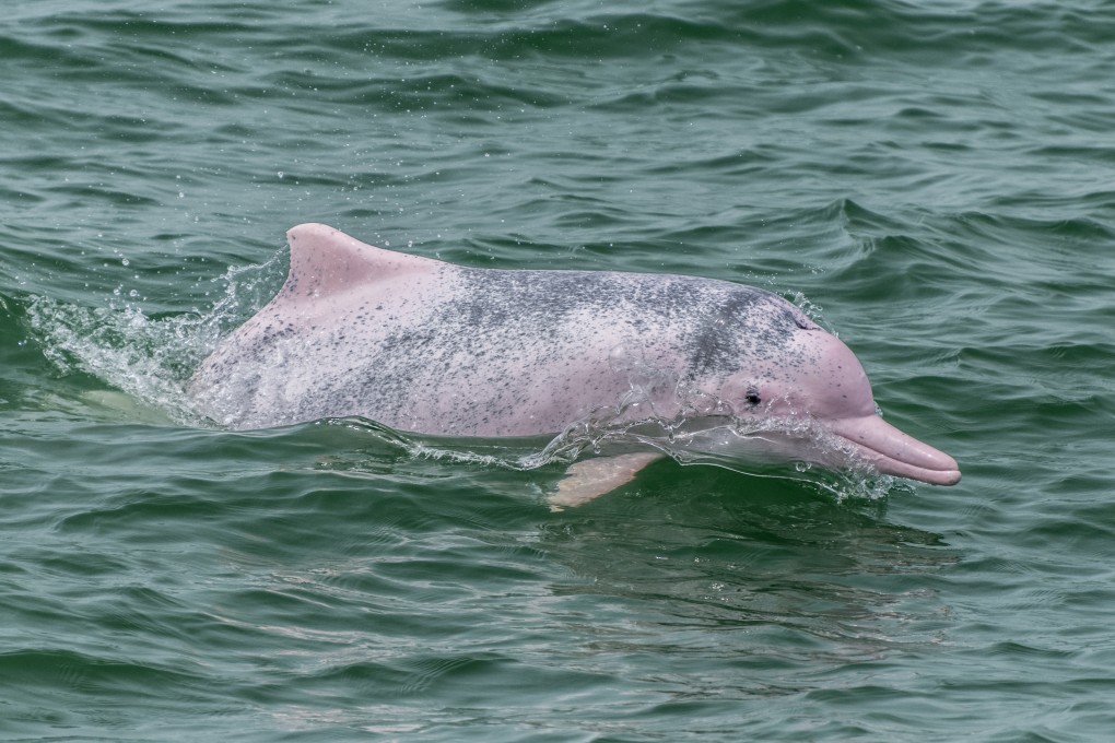 A Chinese white dolphin in Hong Kong. Photo: Naomi Brannan, SMRU, Hong Kong