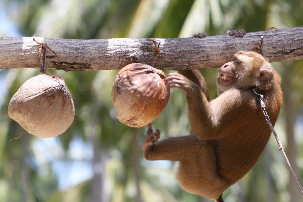 A monkey is trained to harvest coconuts at the Monkey Theatre in Samui Island, Thailand. File photo: EPA-EFE
