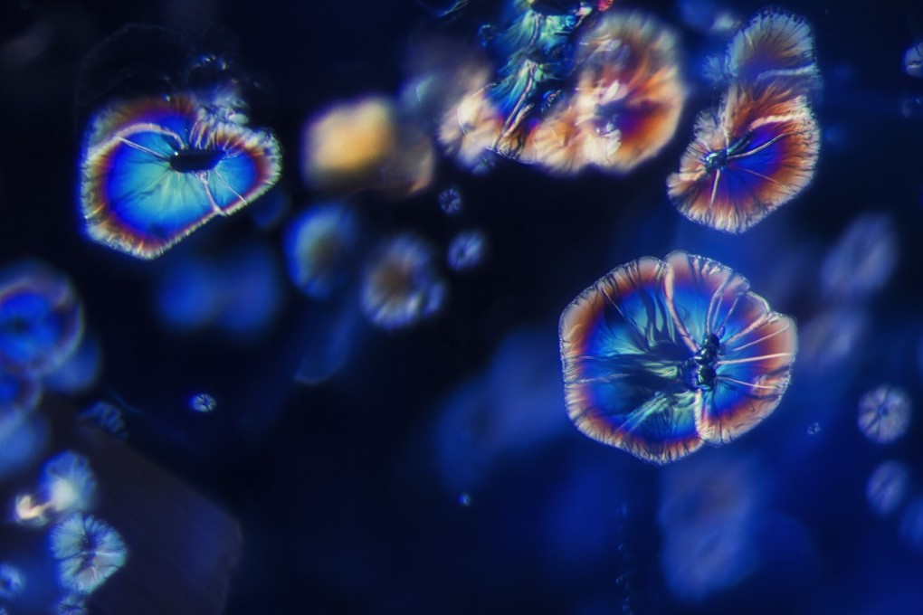 Blue Bell Blossoms, a photomicrographic image of a sapphire taken by Billie Hughes. Photo: Billie Hughes / Lotus Gemology