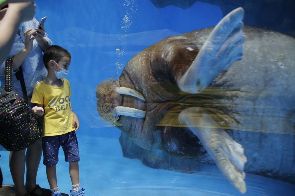 A child looks at a walrus at Ocean Park in Hong Kong on June 13, after it reopened following four months of closure due to the coronavirus pandemic. Out-of-the-box thinking is needed to transform Ocean Park into a profitable Hong Kong icon. Photo: AP