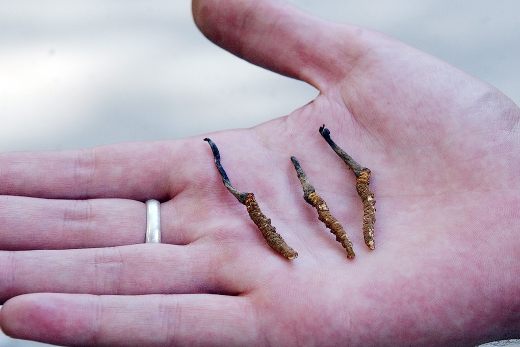 Ophiocordyceps sinensis, the world’s most expensive fungus, only grows on the Tibetan Plateau. Photo: AFP