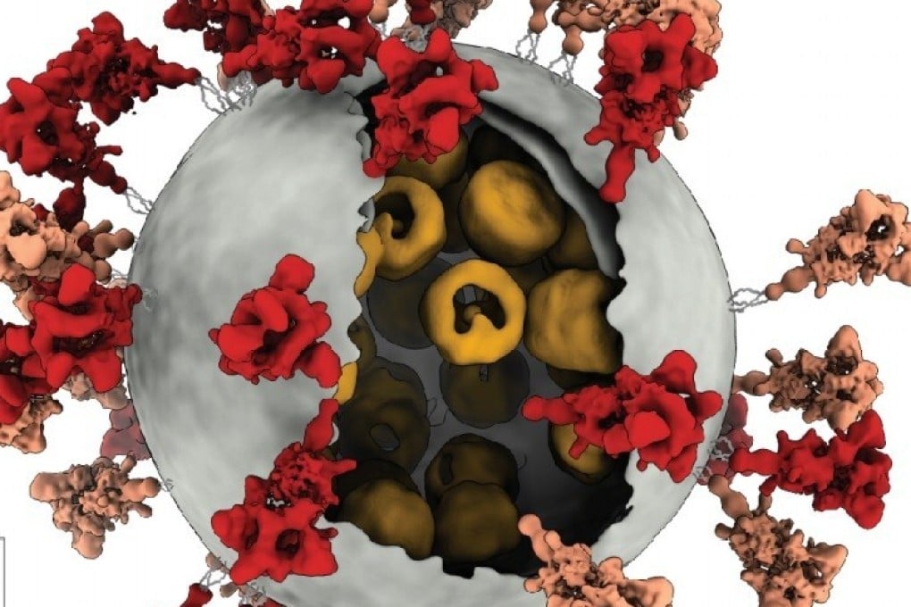 The fewer the spike proteins on a coronavirus, the more efficiently the virus can bind with a cell, Chinese researchers have found. Photo: Zhejiang University school of medicine