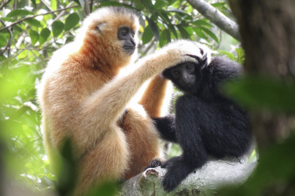 A female gibbon grooms a juvenile at the Bawangling National Nature Reserve in Hainan, China. The island is a biodiversity hotspot with some highly threatened endemic species, but has received relatively little conservation attention, one expert says. Photo: Kadoorie Farm and Botanic Garden
