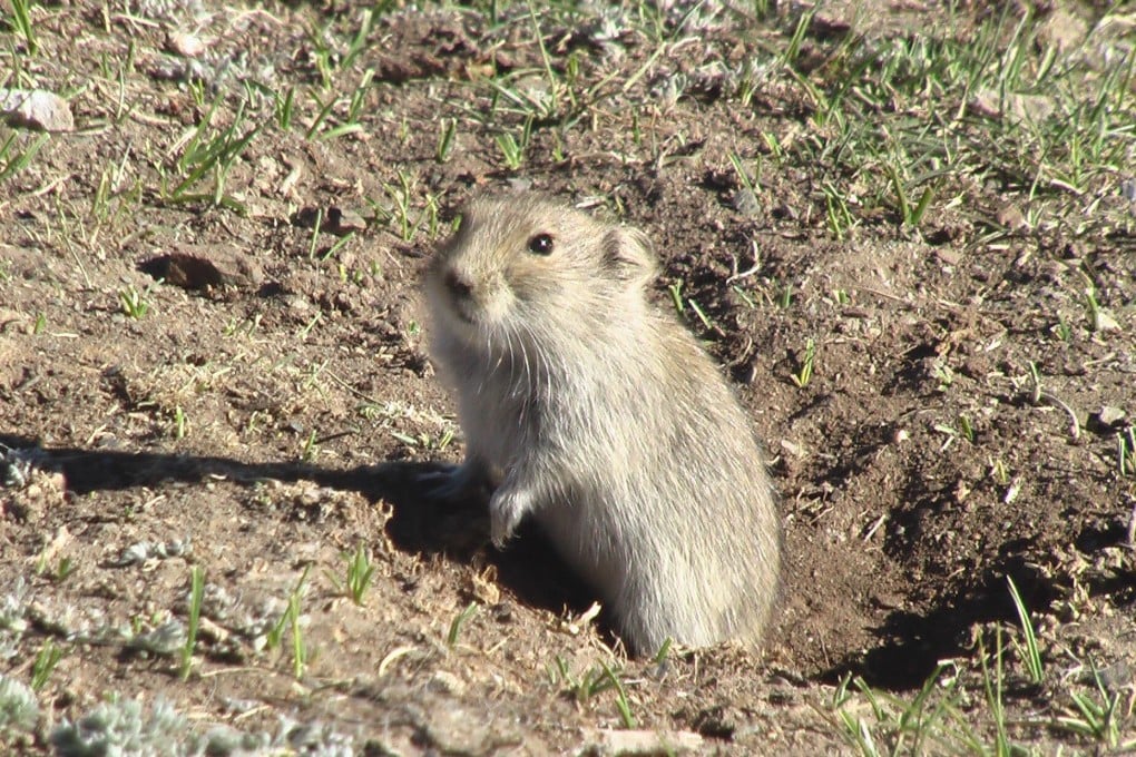 Watching the behaviour of the Brandt’s vole has helped scientists better understand the connection between diet, waste recycling by animals and health. Photo: Handout