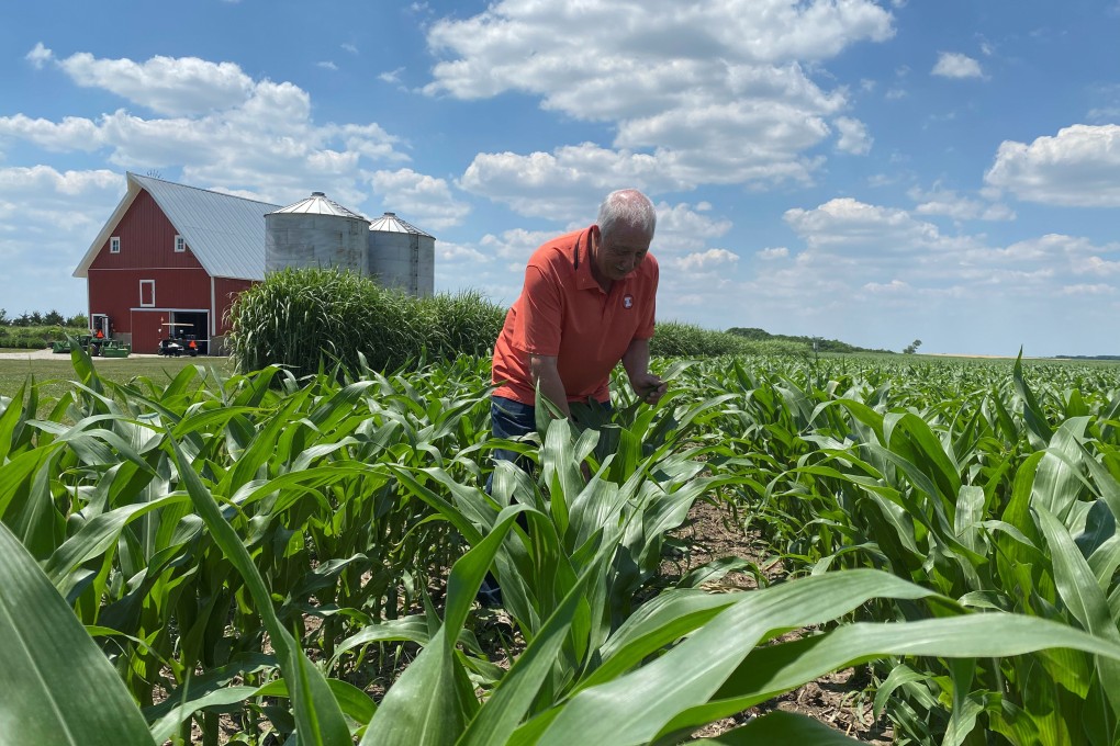 A farmer inspects corn plants in Loda, Illinois, in June. Photo: Reuters