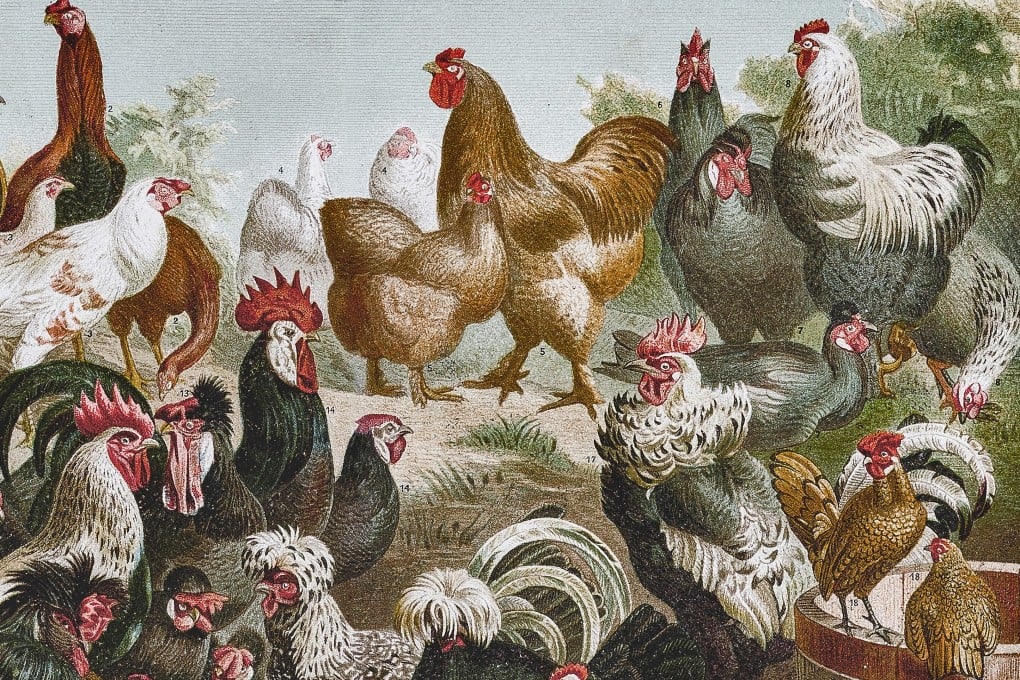 An illustration showing a variety of chicken breeds. Around 7,500BC in Asia, humans began to tame and breed the red jungle fowl, which through crossbreeding over the centuries has given the world hundreds of types of domestic chicken. Photo: Getty Images