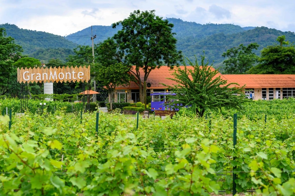 GranMonte Vineyard and Winery in Nakhon Ratchasima, 170km (105 miles) north of Bangkok in Thailand, looks like it has been be pulled straight from a Tuscany tourism advert. Photo: AFP