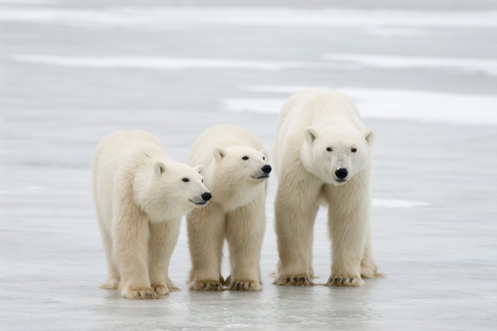 A polar bear and its cubs are seen in Manitoba, Canada, in 2007. Photo: Polar Bear International / AFP